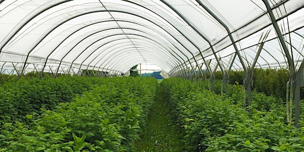 Caravane de l'irrigation Framboisiers sous grands tunnels | Goutte à goutte