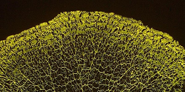 Slime Mold Workshop