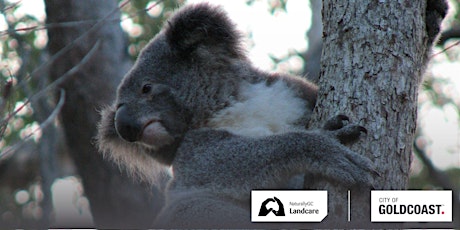 NaturallyGC Landcare- Koala Corridor Tree Planting