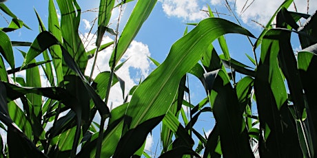 Summer Field Day with a Focus on Forages - NEW Date - 9/8/22 primary image