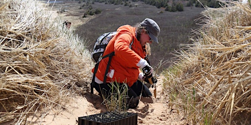 Miscou Island Dune Grass Planting (please note change in date!)