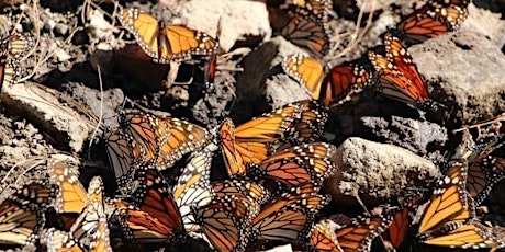 Zitacuaro Summit: An Evening to Celebrate Monarch Butterflies