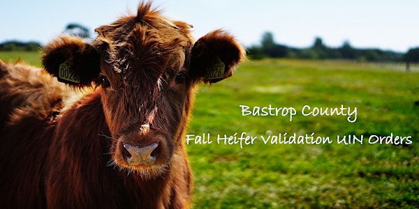 2022-2023 Bastrop County Fall Heifer Validation