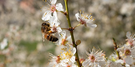 Beekeeping 101: Intro to Beekeeping