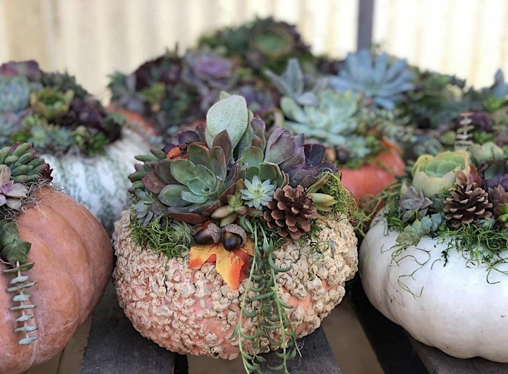 Succulent Pumpkin Workshop image