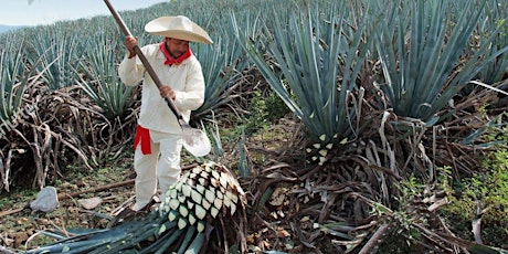 Tequila and Mezcal primary image