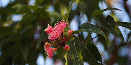 Australian Native Plant Society talk