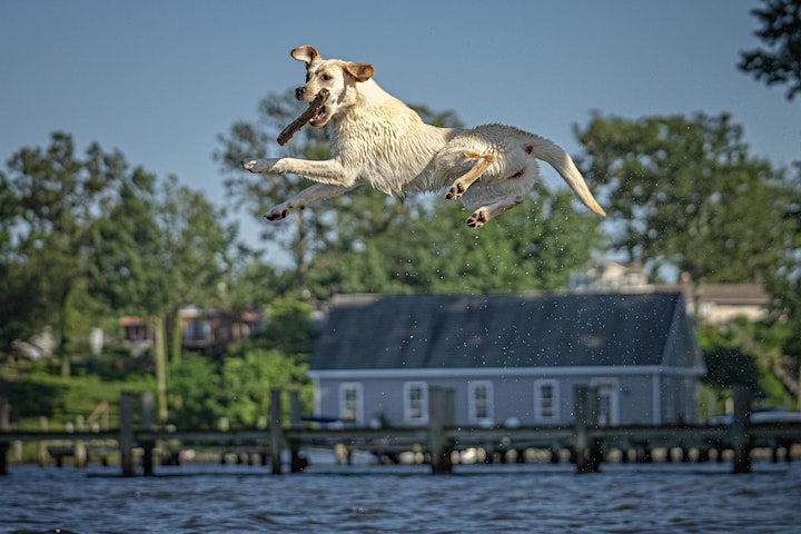 Dock Diving Beach Party with Pro PetShots image