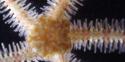 Short Course: Introduction to rocky shore species identification
