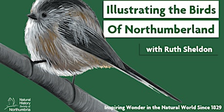 Illustrating the Birds of Northumberland