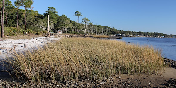 Living Shorelines
