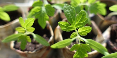 Propagation: growing from seeds, cuttings and division