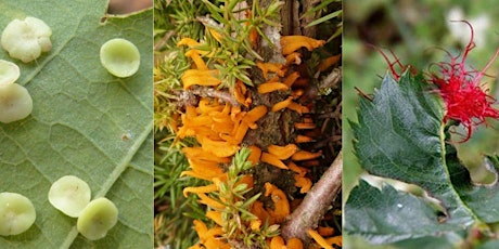 All about trees and galls: wildlife training session