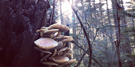 Imagem principal do evento How Fungi Make The Forest
