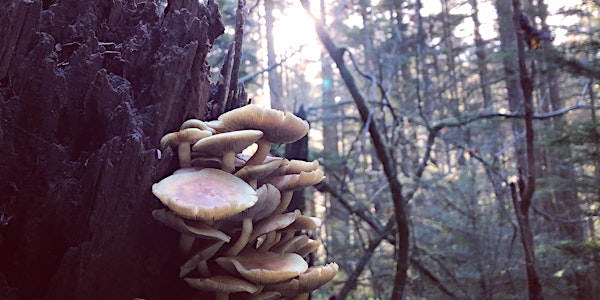 How Fungi Make The Forest