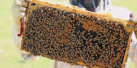 Backyard Beekeeping 101