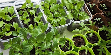 Growing and using herbs primary image