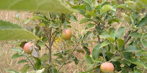 Permaculture Orchard Visit