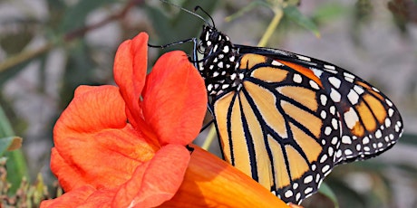 9th Annual Butterfly Day primary image