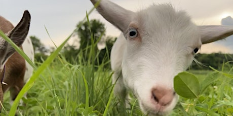 Farm Day with Goats, Goat Yoga, Live Music and Baby Goats
