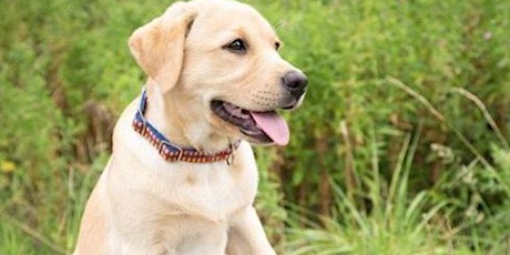 How do Labrador dogs train