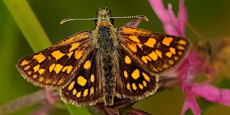 Chequered Skipper Butterfly - A talk from Jamie Wildman (Uni of Northants)