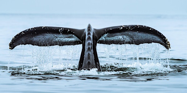 Bay of Life: From Wind to Whales