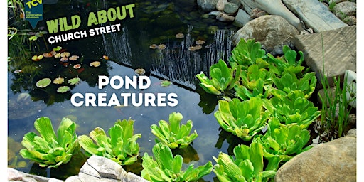 Wild About Church Street: Pond Dipping