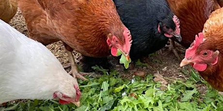 Meet the Chickens in the Children's Garden