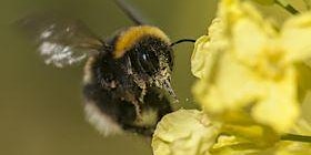 Claregalway Bee & Herb Workshop