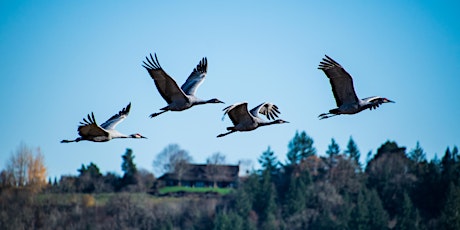 Sandhill Crane Tour 2022 Saturday PM primary image