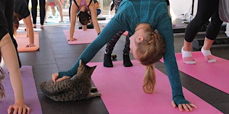 Yoga with Kittens primary image