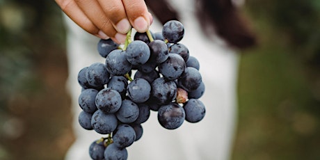 Hauptbild für Journée Vendanges au Domaine de la Crausaz - Samedi 17 septembre 8h30-14h