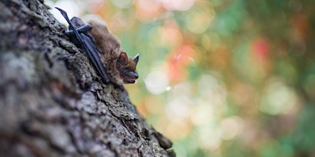 Imagem principal do evento Hampstead Heath bat walk for adults