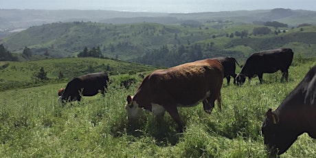 Fostering International Collaboration to Scale Premium Grass-Fed Beef primary image