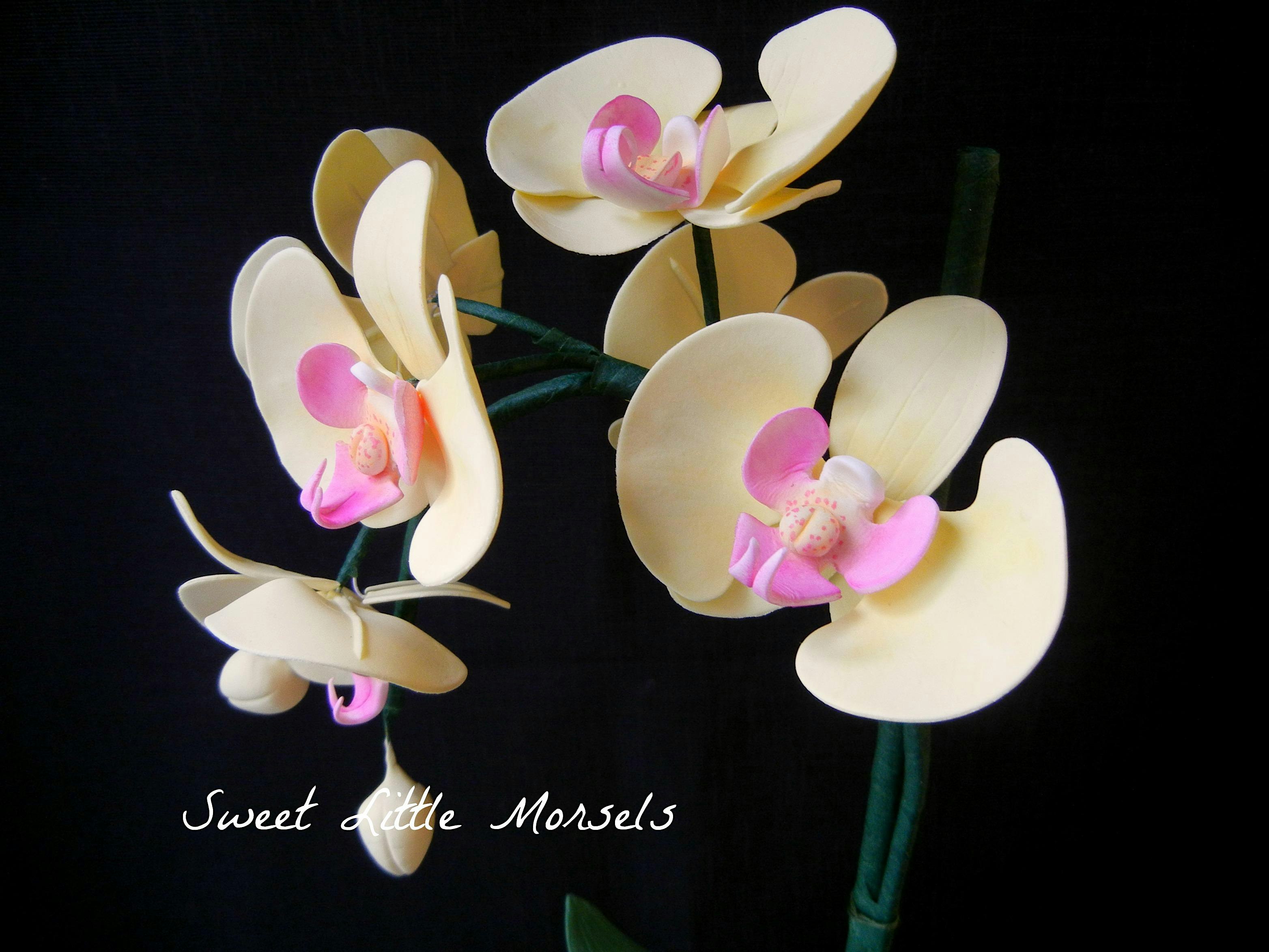 Sugar Orchid Gumpaste Flower Making Class