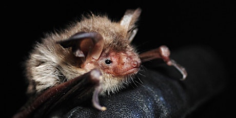 Bat ID and Guided Walk at Windsor Great Park
