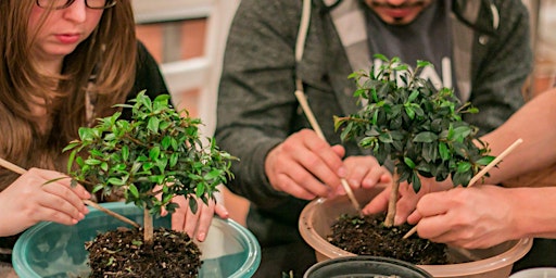 Imagem principal de Bonsai Workshop