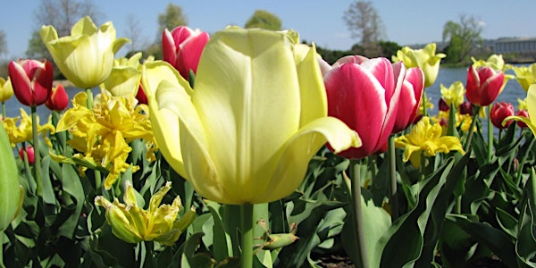 Mindfulness and Self-Compassion Workshop for Professionals (2days)-Canberra