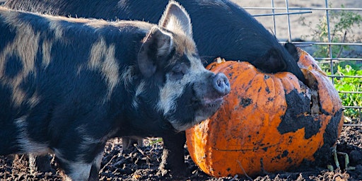2nd Annual Pig Roast at Orchard Ridge Farm
