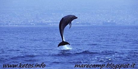 Immagine principale di Dolphin watching in Sicily 