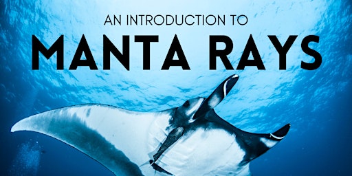 An Introduction to Manta Rays