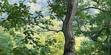 Grow Native! Tree Walk at DuPont Forest Natural Area primary image