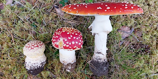 Wild Fungi and Mushroom Identification Foray