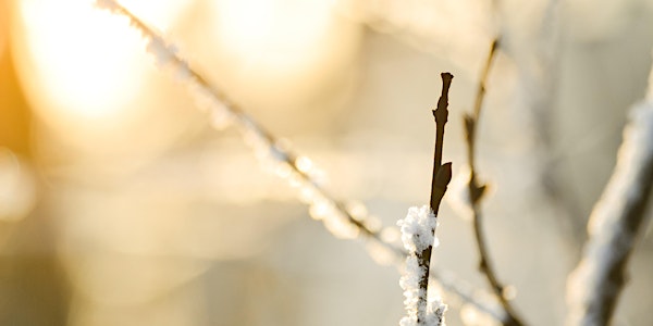 Winter Sun: A Zen Retreat in Madison
