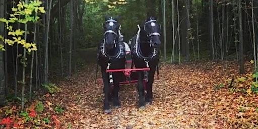 Fall Colours Private Horse Drawn Wagon Ride Experience