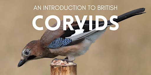 An Introduction to British Corvids primary image