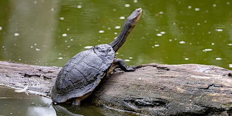 Long-necked turtles and the campaign to save their habitats primary image