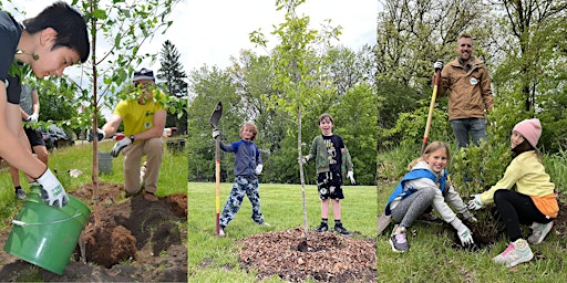 Roseville Boulevard- Volunteer Tree Planting