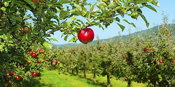 Apple Picking at Honey Pot Hill Orchards